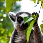 Lemur Indri (Indri indri)